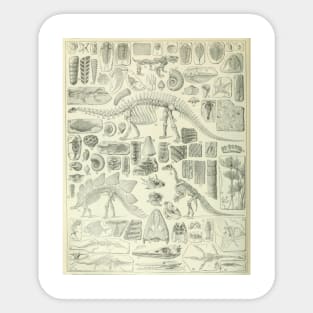 Fossil Chart Sticker